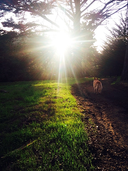 Golden-Gate-Park-Sun-Beam-Roo