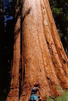 Redwood-Tree-Kristen