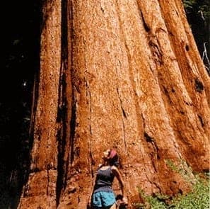 Redwood-Tree-Kristen-300