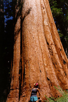 Redwood-Tree-Kristen