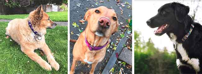 Eco and Vegan Dog Collars on 3 Dogs