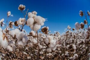 Cotton field