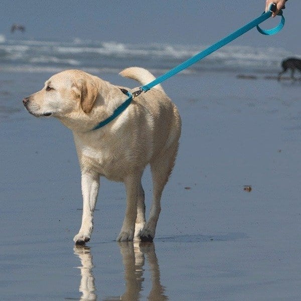 Recycled Plastic Bottle Dog Leash by Lupine n Tropical Sea Blue with Cute Yellow Lab