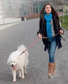 Recycled Dog Collar and Leash by Dutch Dog Amsterdam