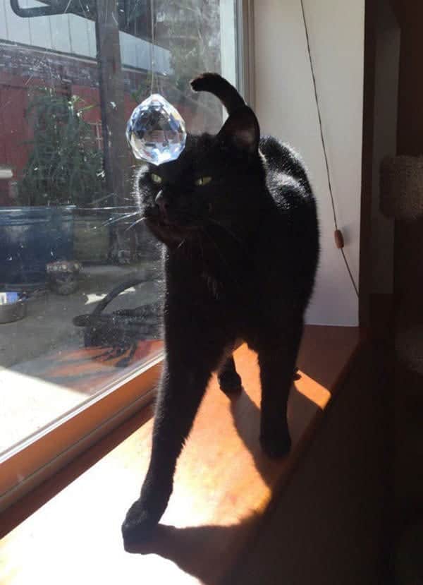 Isa the Black Cat and a Rainbow Suncatcher