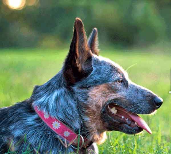 Hemp Dog Collar, Pink with White Daisies on Cattle Dog
