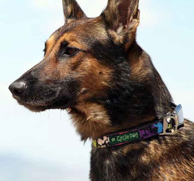 Recycled Tire Dog Collar on a Shepherd by CycleDog