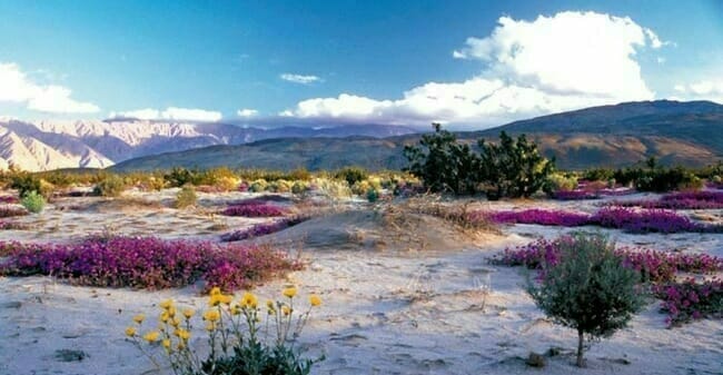 Fish Creek Mountains Wilderness, Southern California