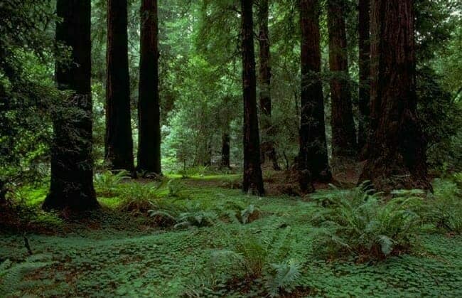 Muir Woods, Northern California