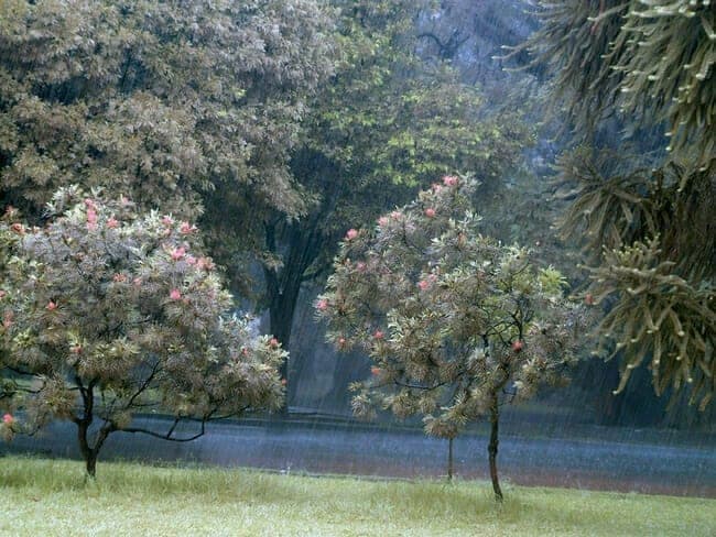 Spring Rain, Ibirapuera Park, São Paulo, Brazil