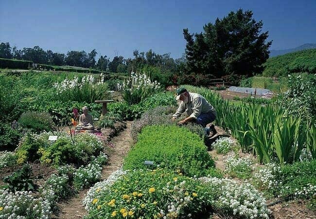 Organic Garden