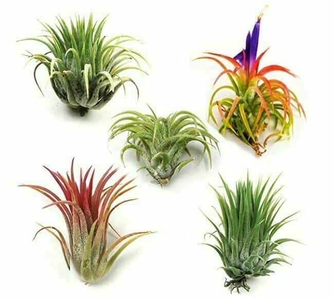 Air Plants