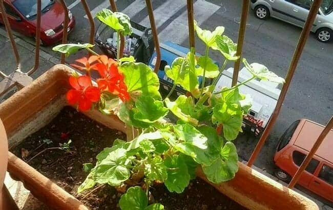 Balcony garden
