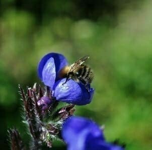 Bee pollinating a flower