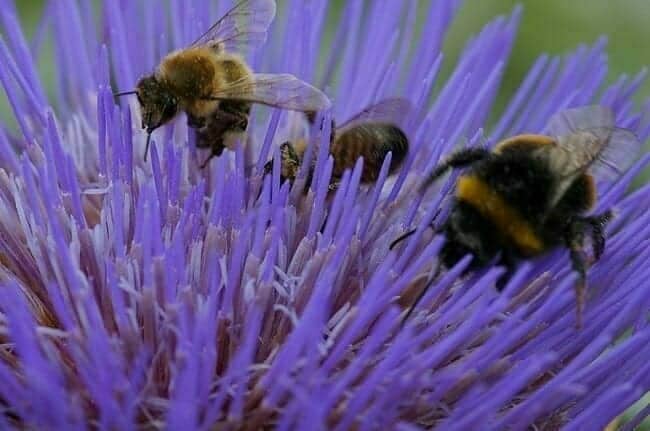 Bees pollinating flower in Hortus Botanicus Botanical Gardens, Leiden, The Netherlands