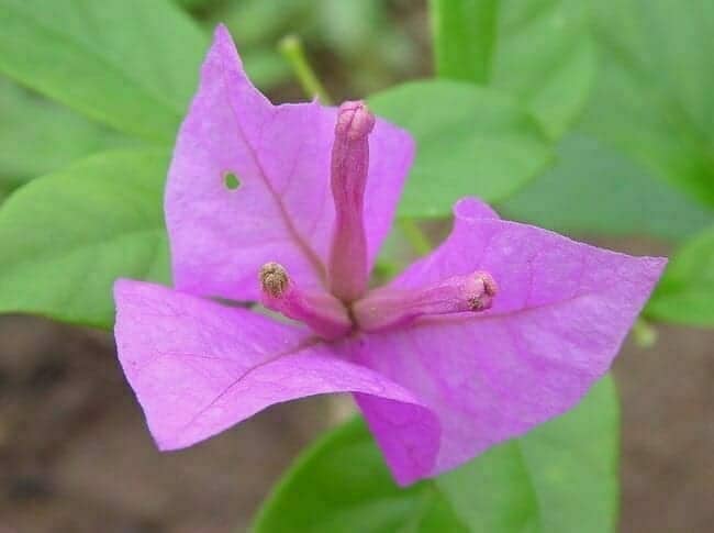 Bougainvilla