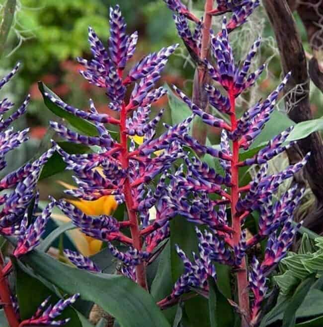 Bromeliads