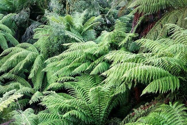 Ferns