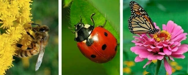 Insects