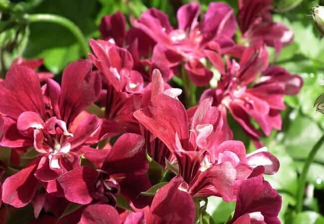 Ivy Geranium