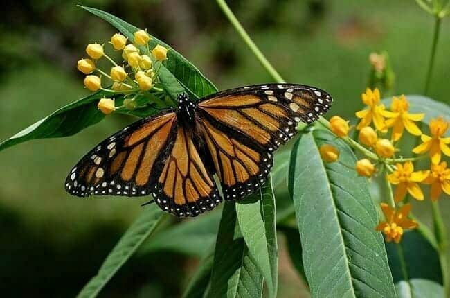 Monarch Butterfly on Milkweed