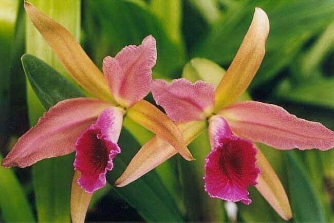 Orchids