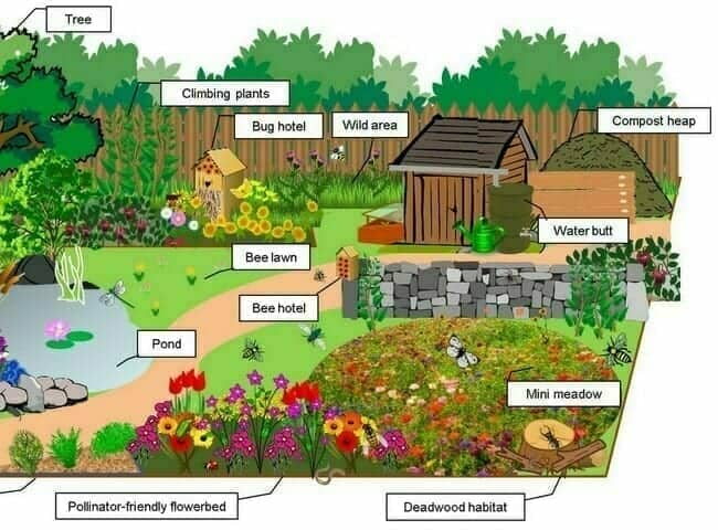 How to Plant an Insect-Friendly Garden