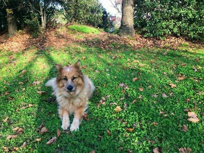 Roo with leaves