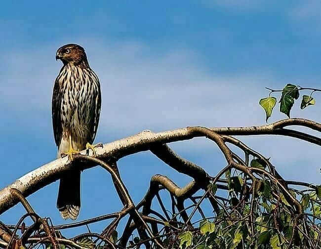 Cooper's Hawk