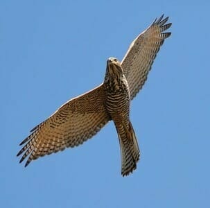 Brown Goshawk