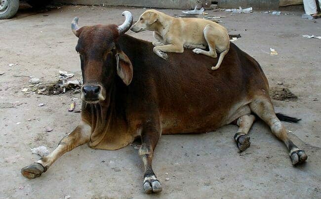 Dog and Cow