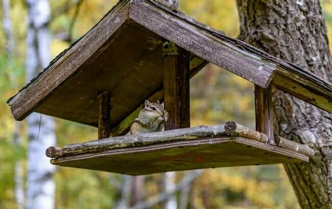 Chipmunk in a Birdhouse
