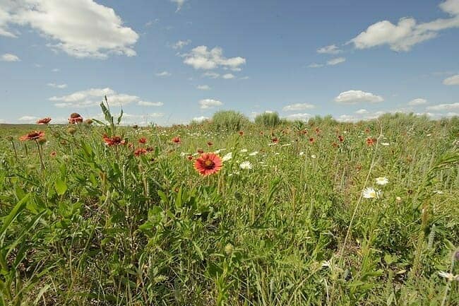 Native plants growing in the Texas Panhandle