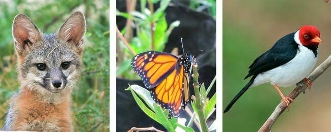 Creating a Natural Habitat for Wildlife Around Your Home
