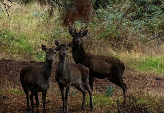 Barbary stag and deer