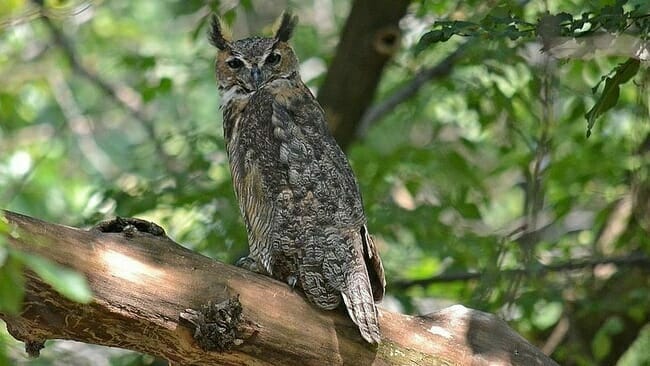 Great horned owl symbol of psychic powers