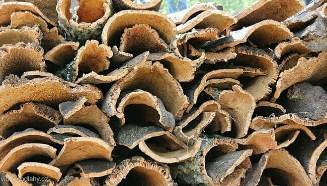 Harvested cork bark
