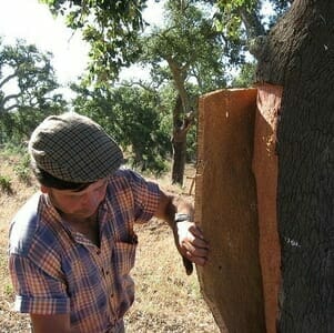 Harvesting Cork Bark
