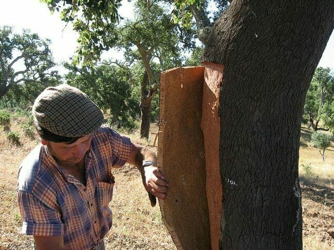 Harvesting cork bark
