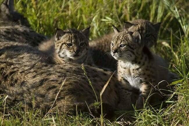 Iberian lynx cubs