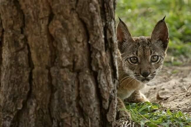 Iberian lynx peeking out from behind a tree
