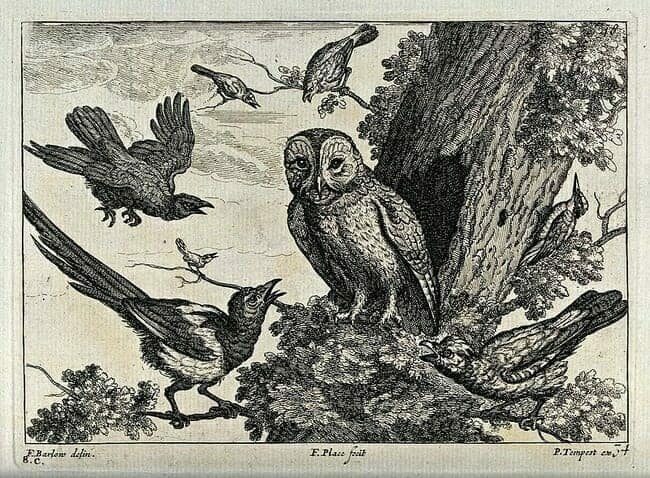 Owl Symbol of Independent Thinking