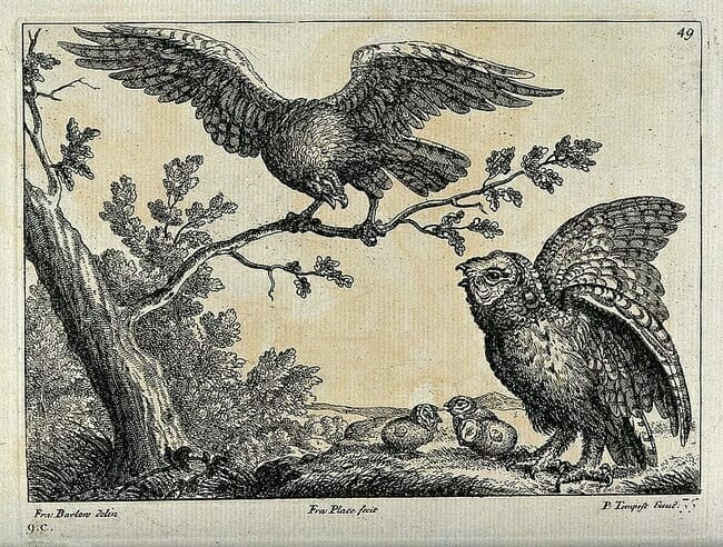 Owl Symbol of Protection