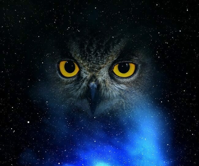Owl Spirit Animal