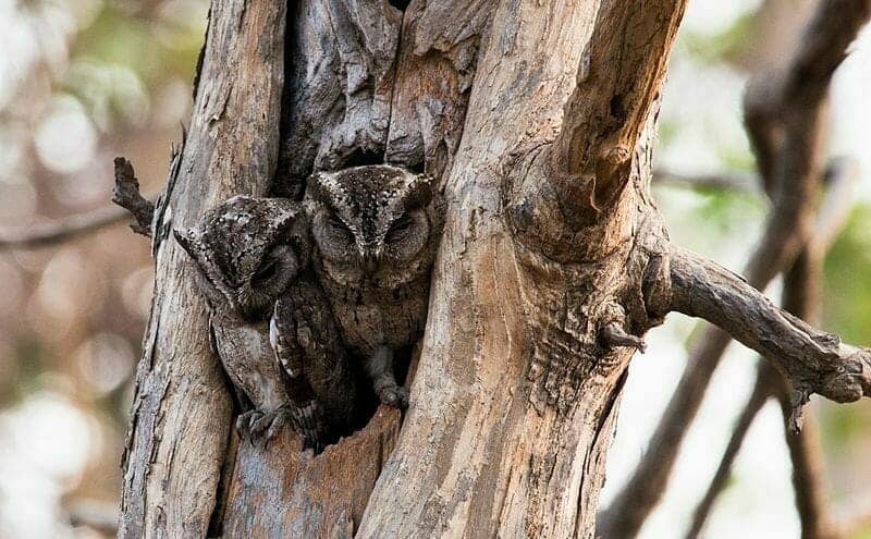 A pair of scops owlets in a hold in a tree