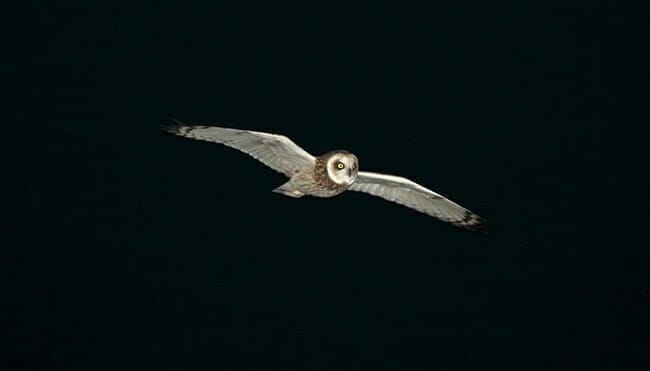 Owl Meaning: Insight and Intuition