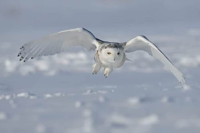 Snowy owl (Bubo scandiacus) in flight