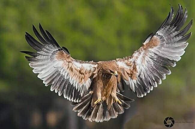 Spanish imperial eagle 