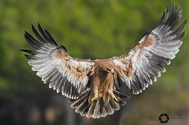 Spanish imperial eagle