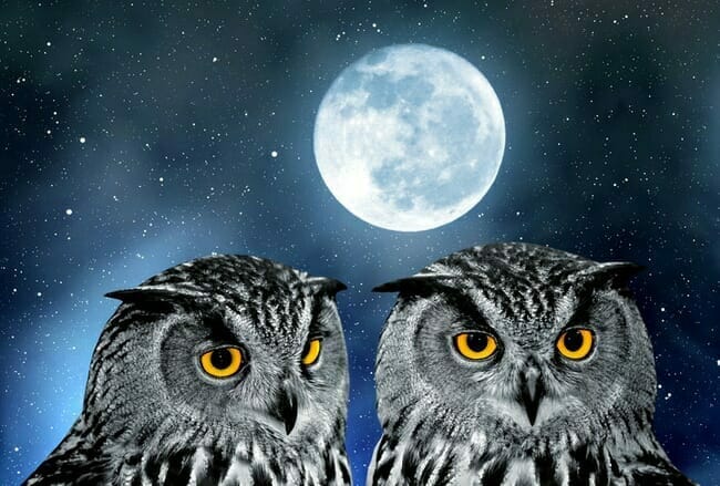 Two owls and a full moon